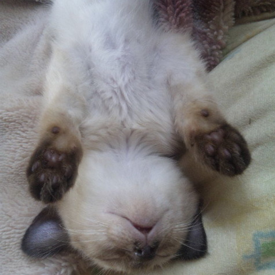 ランランのカバー写真