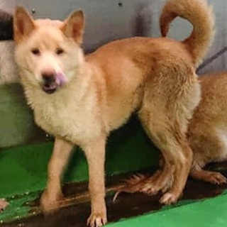 【感謝】繋がります！犬舎②そっくり姉妹－１