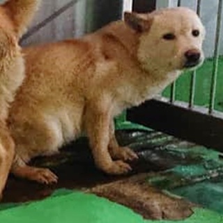 【感謝】繋がります！犬舎②そっくり姉妹－２