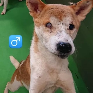 【感謝】繋がります！犬舎③持込の爺ワンコ/茶白♂