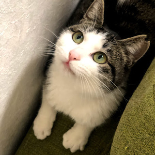 【生後1年以内】おとなしくて飼いやすい可愛い女の子