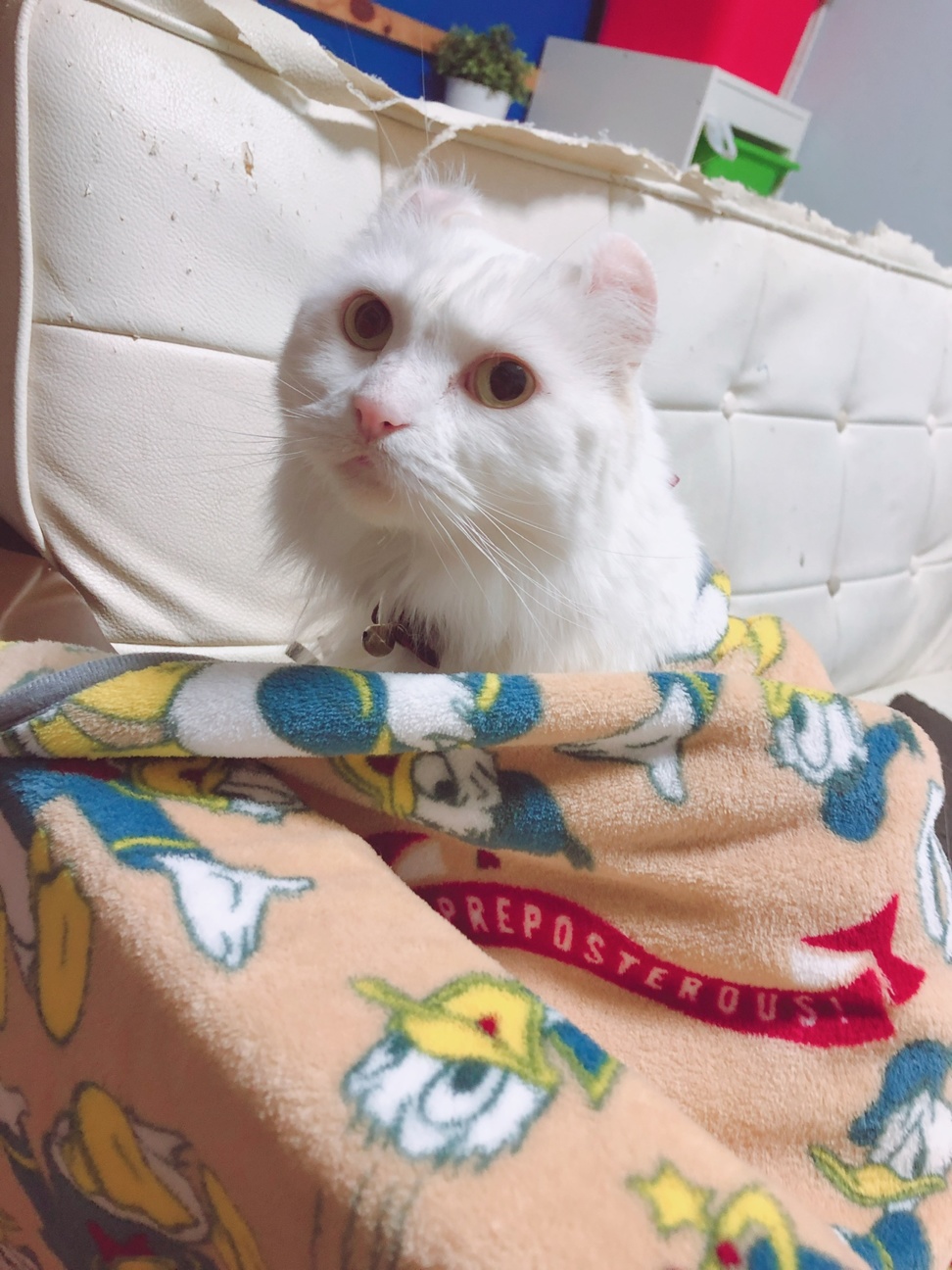 しろ