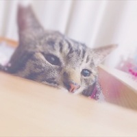 とら