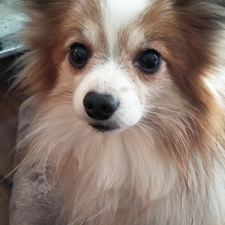 幸君に家族ができました