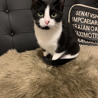 人気のハチワレ！穏やかな優しい女の子！