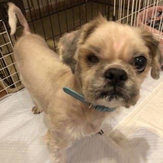 この子を助けてください。