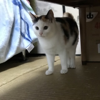 個性的な柄の三毛猫、女の子、人懐っこくて甘えん坊