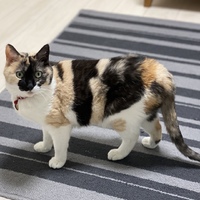 メラン