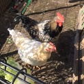 鶏のオス!!2羽