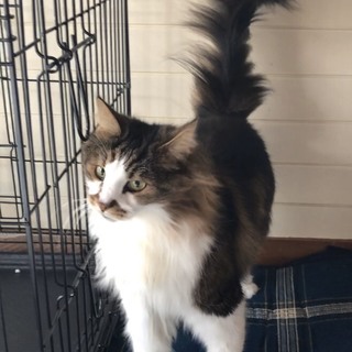 ノルウェージャンフォレストキャット、ダンディです！