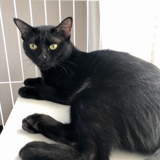 おやつ大好き　黒猫ラムネちゃん