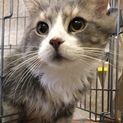 ノルウェージャンフォレストキャット、イケメン君！
