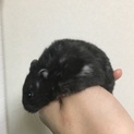 ジャンガリアンハムスター(ブラック)の里親様募集！