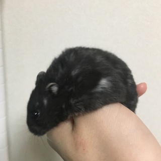 ジャンガリアンハムスター(ブラック)の里親様募集！