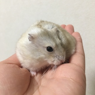 ジャンガリアンハムスタープディングの里親様募集中！