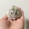 ジャンガリアンハムスタープディングの里親様募集中！ サムネイル2