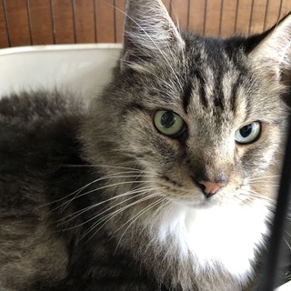 ノルウェージャン♂、存在感バツグン！