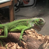 グリーンイグアナ