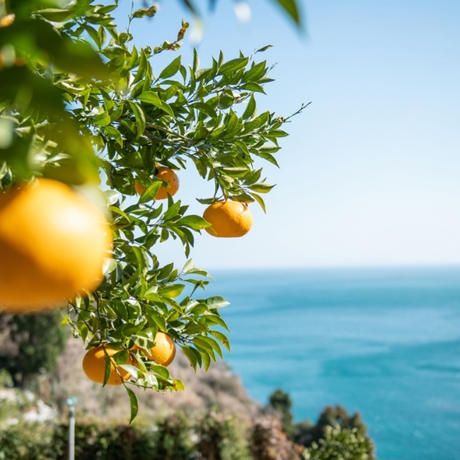 西川　ちょこのカバー写真