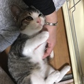 ゴロスリ甘えん坊　キジシロ