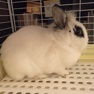 保護うさぎ：マシュマロみたいにホワホワ・みりちゃん