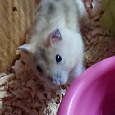 ちょっとまだ怖がりだけどローデンペレット食べたから安心