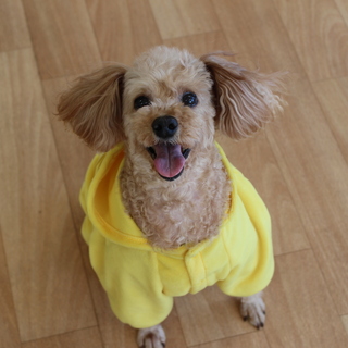 トゥーレちゃん♂　11才