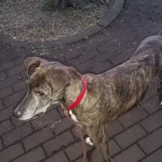 どうか、私の家族になってください