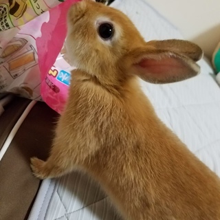 ネザーランド 小柄です！2歳です。