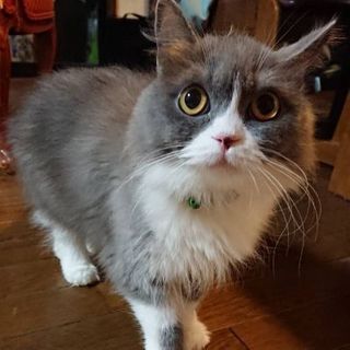 可愛い★さくらちゃん