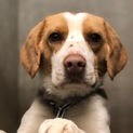 ビーグルミックス犬　♂ リーチです。