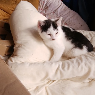 交通費不要お届けします。ちょび髭くんです