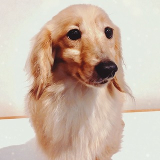 ダックスの男の子