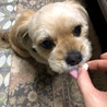 オヤツ〜♡大好きなササミ♪