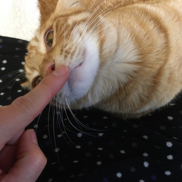 の写真