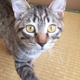 てんちゃん♂甘えん坊なベンガルの子猫ちゃん