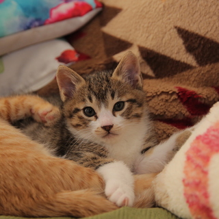 生後1ヶ月半の子猫の里親さんを探しています。