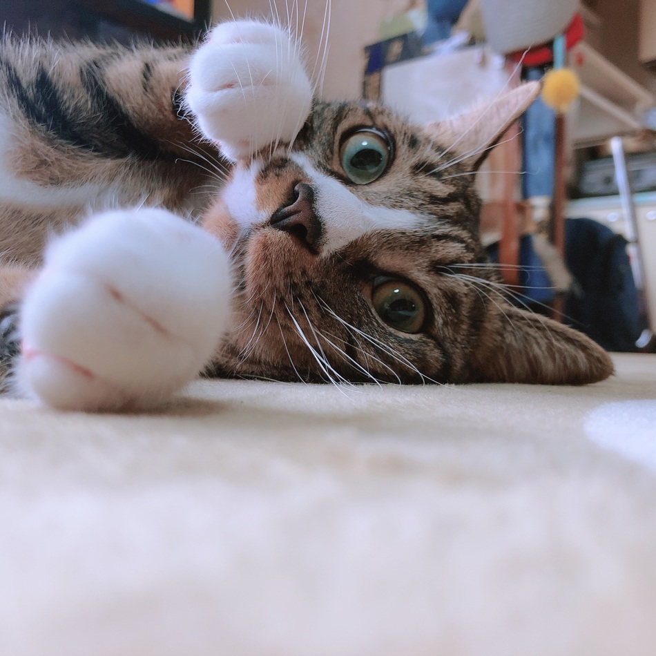 きすけのカバー写真