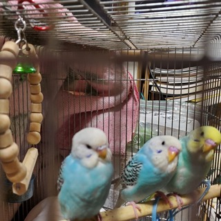 手乗りで育てたセキセイインコです。