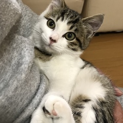 賢い野良母ちゃんpart2