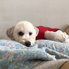 しろ