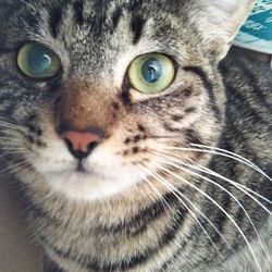 第88回　にゃん☆ぴーす犬猫譲渡会 サムネイル2