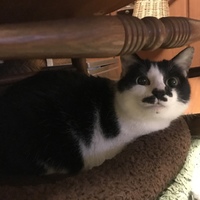 クッカ