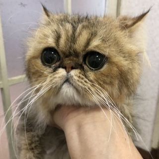 可愛い★こがね君