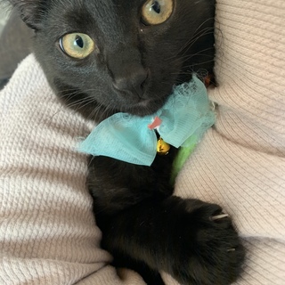 側溝に落ちていた黒猫ひのでちゃん