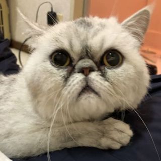 可愛い★たがね君