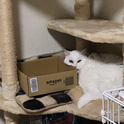 箱、絶対入らない