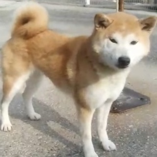 柴犬　5歳　とても人懐っこい女の子