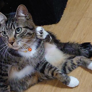 抱っこマニアなきょう君