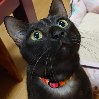 ちょーパワフル甘えんぼなポルコ君❤